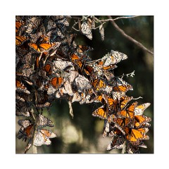 Monarch Butterflies in Winter