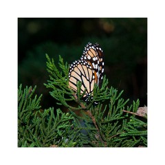 Monarch Butterfly