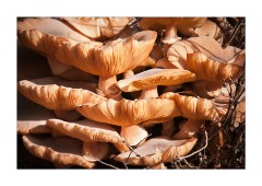 Pfeiffer Big Sur State Park