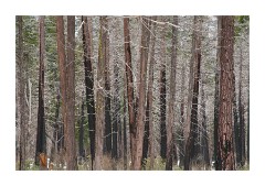 Colourful Winter Trees