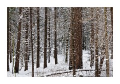 Snowy Trees