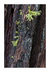 Tree Bark and Lichen