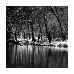 Trees and Reflections