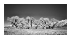 Line of Cotton Wood Trees