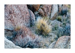 Rocks and Grasses