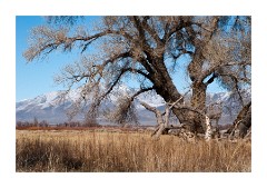 Tree and Grasses with Snowy Mountains