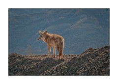 Coyote 2