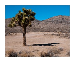 Joshua Tree