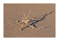 Mequite Flat Sand Dunes Twig and Shadow