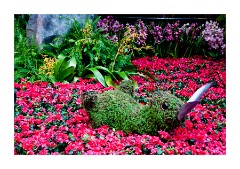 Ballargio Conservatory Chinese New Year Display