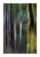 Impression of Trees Muir Woods San Francisco