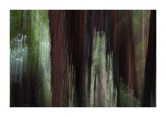 Muir Woods San Francisco