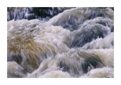 Muir Woods Wild River