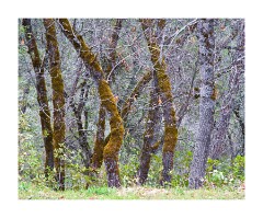 Paloma Gold Mining Centre Interesting Trees