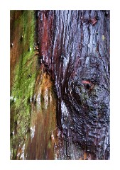 Tree Bark in the rain Muir Woods San Francisco