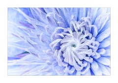 Blue Clematis