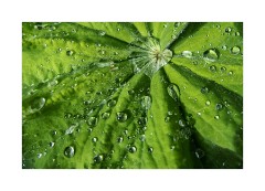 My Garden Alchemilla Mollis Leaf