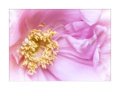 Old English Rose  Garden Flowers from My Garden. Fen Drayton Nature Reserve Wicken Fen National Trust