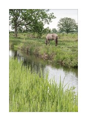 Ponies at Wicken Fen