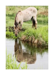 Reflections Wicken Fen