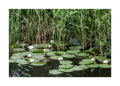 Water Lilies Wicken Fen
