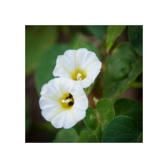 Trinidad Countryside Cuba 02  Wild Flowers