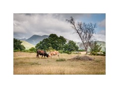 Trinidad Countryside Cuba 04  Walking to the Farm