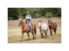 Trinidad Countryside Cuba 09  The Farm catching the untrained Horse