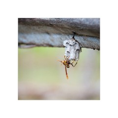 Trinidad Countryside Cuba 11  Trinidad Countryside, Wasp Nest