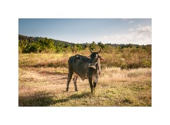 Trinidad Countryside Cuba 32  Trinidad Countryside