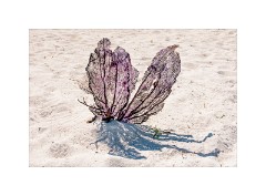 Trinidad Countryside Cuba 40  Cuban Island coral plant growing in the sand