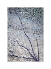 Trinidad Countryside Cuba 41  Close up of Coral plant