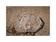 Trinidad Countryside Cuba 44  Cuban Island - Jellyfish