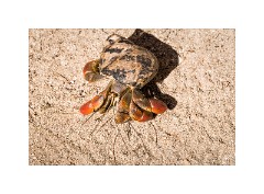 Trinidad Countryside Cuba 45  Cuban Island - Hermit Crab