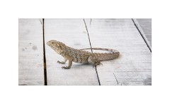 Trinidad Countryside Cuba 46  Cuban Island - Iguama