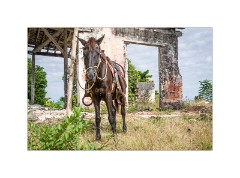 Trinidad Countryside Cuba 64  Manaca Iznaga - The Horse