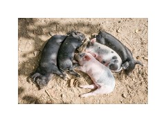 Trinidad Countryside Cuba 66  Manaca Iznaga - The Piglets
