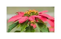 Trinidad Countryside Cuba 79  A Farmhouse come Restaurant at Santa Elena de Sabanilla - The Garden