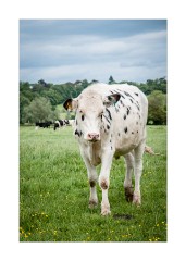 Inquisitive Cow Dedham