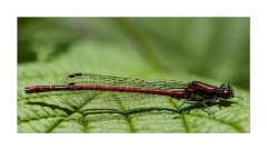 A Large Red Damselfly