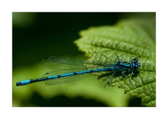 Blue Tailed Damselfly