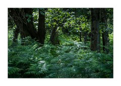 Bracken Studland Beach Nature Reserve