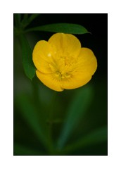 Buttercup Toller Porcorum