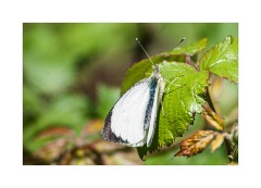 Butterfly Portland Bill Quarry