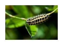 Caterpillar of the Large White Butterfly
