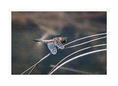 Common Darter Dragonfly