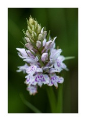 Common spotted-orchid Powerstock Common