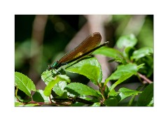 Female Banded Demoiselle