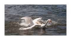 Fighting Swans