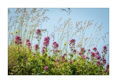 Flowers in the Quarry Portland Bill